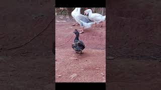 Familiar animal duck sound video #shorts #duck