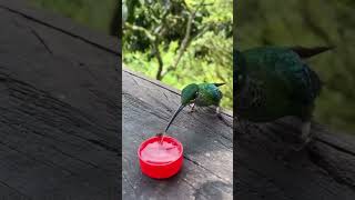 #wow #wonderful #scene #birds #water #drinking