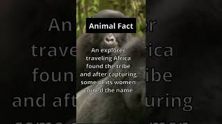 Animal Fact: 🦍💁‍♀️  Talk about a hairy situation! #shorts #nature #facts #gorilla