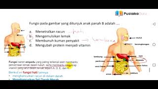 YUKKK PELAJARI INI LAGI BUAT PERSIAPAN PRETEST PPG DALJAB PGSD