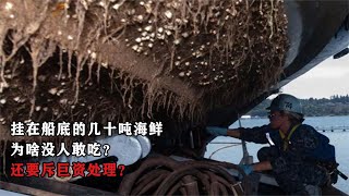 掛在船底的幾十噸海鮮，為啥沒人敢吃？還要斥巨資處理？