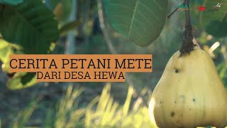 Cerita Petani Mete Dari Desa Hewa