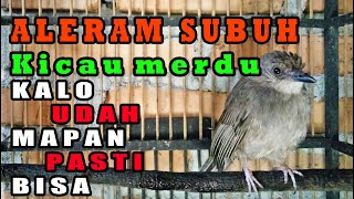 Merbah belukar mata merah gacor aleram subuh,sungguh merdu suaranya,Olive-winged Bulbul singing