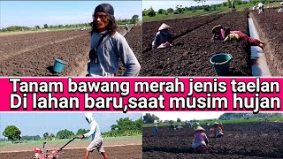 tanam bawang merah jenis taelan,di lahan baru,saat musim hujan