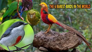 THE 6 RAREST BIRDS IN THE WORLD