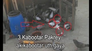 3 Kabootar Pakrey 1 Uth Gaya Jald Bazi Mein..