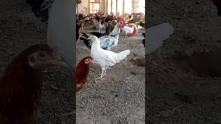 Desi poultry Farming# short# short feed ads# ch Azam