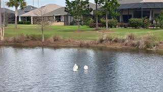 Pelicans in The Villages