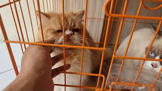 3 Kucing Lucu Barbar mau keluar dari kandang nya gemes