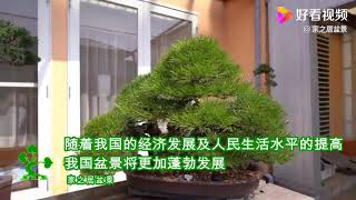 人工雕琢的盆景佳作，造型“宛若天成”价值不菲，充满诗情画意