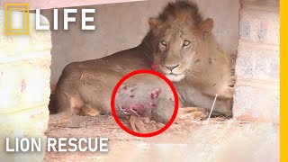 Saving injured lions and giving them a second chance at life in the wild | Animal rescue compilation