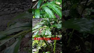 pohon kapulaga India #shortvideo #kapulaga