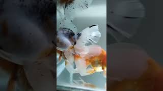 Calico oranda females & red white oranda males breeding pairs.