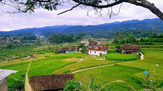 WAAH..SEENAK INI PERKAMPUNGAN CIHANEUT DI TENGAH SAWAH.asri pisan bikin betah