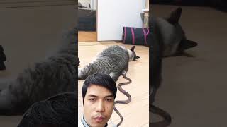 Surprised Cat by Fake Cobra