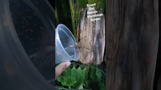 Breed Sac Return (Heteropoda venatoria)