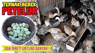 CARA TERNAK 🦆 BEBEK PETELUR! Gak Ribet Bisa Raup Banyak Rupiah!