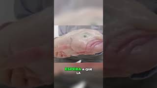 El Blobfish  El Pez Gelatinoso más Feo y Vulnerable del Océano #shorts #shortsviral