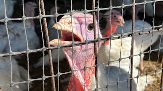 I saw these turkeys at a farm today when I was picking pumpkins with my parents.