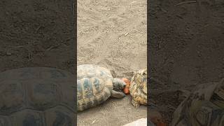 Una tortuga #animals #shortvideo