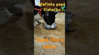 Mafinka papá šľahačku #cat #catlover #kitten #shorts