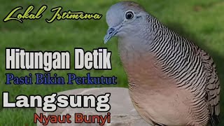 PANCINGAN PERKUTUT LOKAL // SUARA PANCINGAN ISTIMEWAH HITUNGAN DETIK LAWAN LANGSUNG NYAUT BUNYI