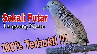 PANCINGAN PERKUTUT LOKAL // PANCINGAN TERBAIK SEKALI PUTAR LAWAN AUTO LANGSUNG NYAUT IKUT GACOR !!