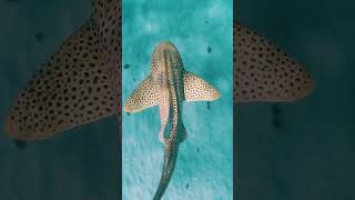 leopard shark😱 #shorts