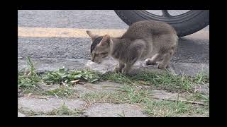 A Day in the Garden: The Playful Adventures of a Kitten