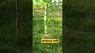 বাগানের লাউ #instagram #viral  # #viralvideo