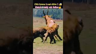 Hyena🐕‍🦺🆚 antelope🦌😱 | hyena eating alive | hyena attack | @Wildshikaari007 | #shorts