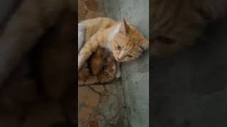 Kucing oren melahirkan 5 ekor anak #cat #catlover #kucing #miaohauw #kucinglucu #miau #indonesia