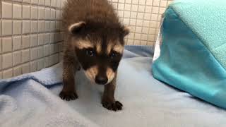 Raccoon Explores