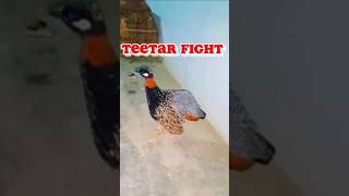 Black francolin fight | kaaly teetar ki masti | #francolin