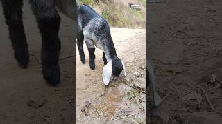 goats fear water bubbles #shorts #goat