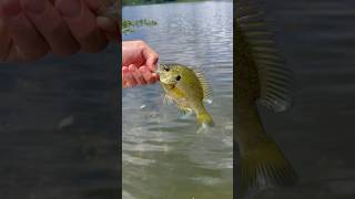 Nice little blue gill on worms