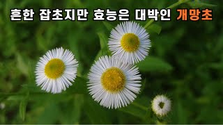 흔한 잡초지만 효능은 대박인 개망초