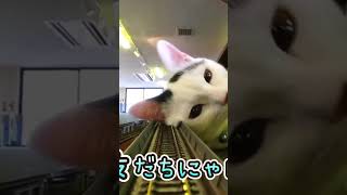 LOL! Why Does my Dog Act so MAD All the Time?  Your Daily Dose of Cute DOGS  AND CATS Compilation! 🐶