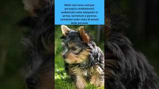 I cani hanno un sesto senso? #shorts #curiosità #dog  #cute #pets #curiosità #amicifelini