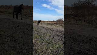 Wild Horse At Paynes Prairie