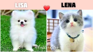 Lisa or Lena 🦋 Animals | Lisa or lena animal edition