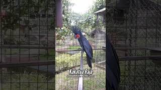 Kakatua Raja Hitam #zoo #burungeksotis