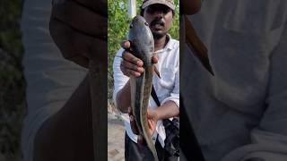 😱Omg💥Gaint snakehead in Chennai lake..💥💥🤩#fishinglife #fishing #snakehead