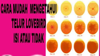 cara mudah mengetahui telur lovebird isi atau tidak