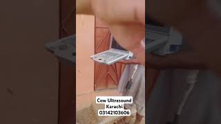 Cow Ultrasound Karachi Pakistan #birds #birdslover #cow