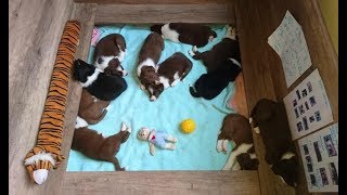 A day in the life of a 4 week-old border collie