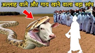 अल्लाह वाले और गाय को खाने वाले अजगर सांप का वाकिया || Allah Wale Aur Gaay Ko Khane Vala Sanp