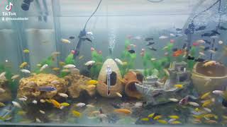 malawi cichlids tank