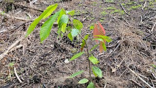 Kondisi Tanaman Kakao Clon 45 Sebulan setelah tanam🌱#kebun #cacao