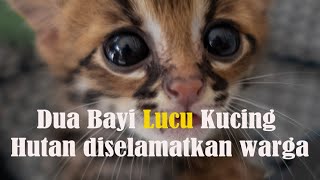 Dua Bayi Lucu Kucing Hutan diselamatkan warga